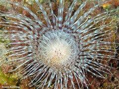 Pachycerianthus solitarius