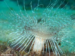 Pachycerianthus solitarius