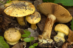 Cortinarius majusculus