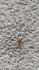 Opilio canestrinii