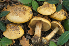 Cortinarius majusculus