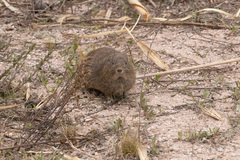 Galea leucoblephara