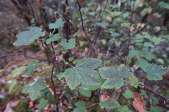 Ribes rubrum