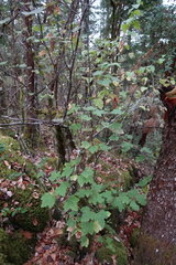 Ribes rubrum