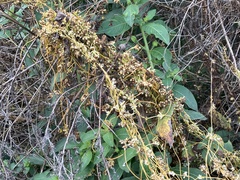 Cuscuta compacta