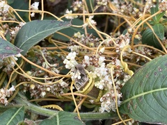 Cuscuta compacta
