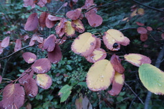 Amelanchier alnifolia