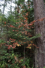 Amelanchier alnifolia