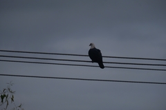 Columba leucomela