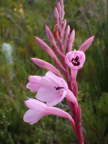 Image of Watsonia knysnana by (c) Ren Hoekstra, some rights reserved (CC BY)