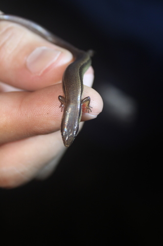 Forest Ground Skink