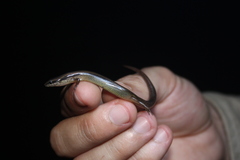 Scincella gemmingeri