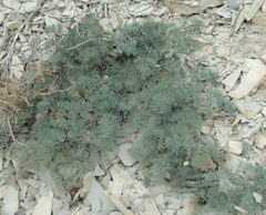 Seseli dichotomum