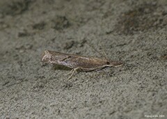 Neodactria luteolellus