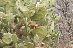 Opuntia quimilo