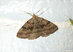 Zanclognatha dentata