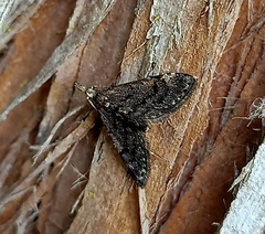 Isonomeutis amauropa
