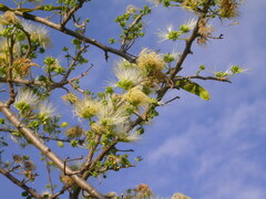 Albizia anthelmintica