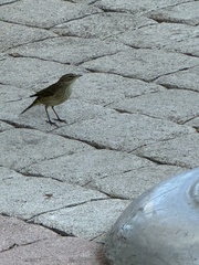 Setophaga palmarum
