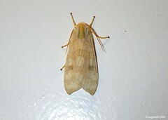 Halysidota