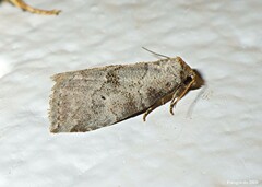 Hyperstrotia pervertens