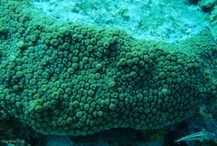 Montastraea cavernosa