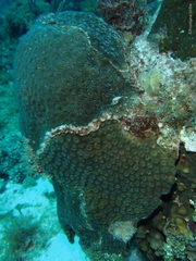 Montastraea cavernosa