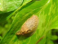 Drusia valenciennii