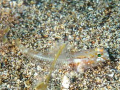 Vanneaugobius canariensis
