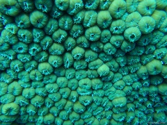 Montastraea cavernosa