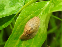 Drusia valenciennii