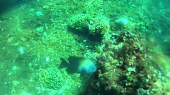 Stegastes acapulcoensis