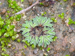 Riccia nigrella