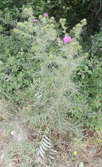 Cirsium ciliatum