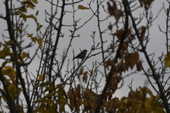 Setophaga coronata