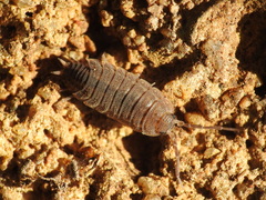 Proporcellio
