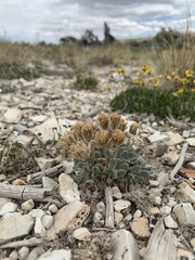 Chamaechaenactis scaposa