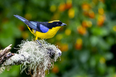 Anisognathus somptuosus