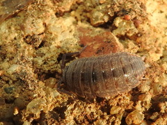 Proporcellio