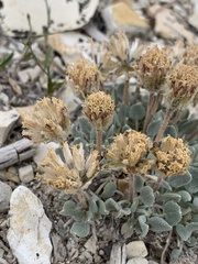 Chamaechaenactis scaposa