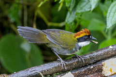 Arremon brunneinucha