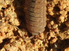 Proporcellio
