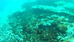 Holacanthus passer