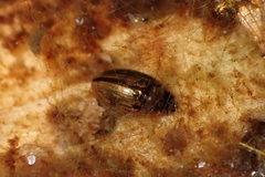 Enochrus