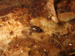 Enochrus