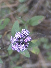 Crusea hispida