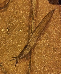Limacus
