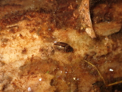 Enochrus