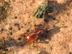 Scydmaenus