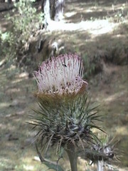 Cirsium ehrenbergii